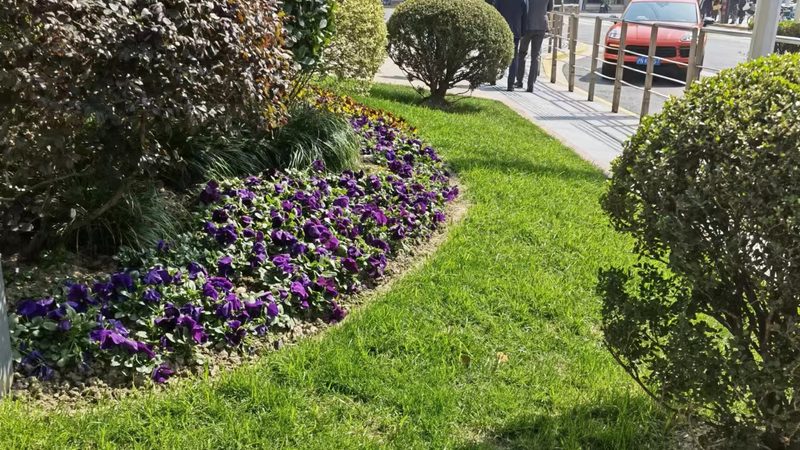 日式庭院植物安装：从选材到施工的细致流程
