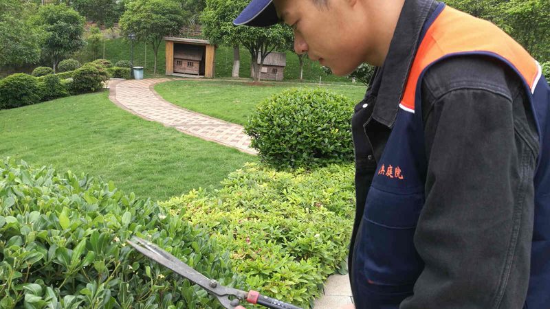 小区绿化施工：如何科学选择苗木？**