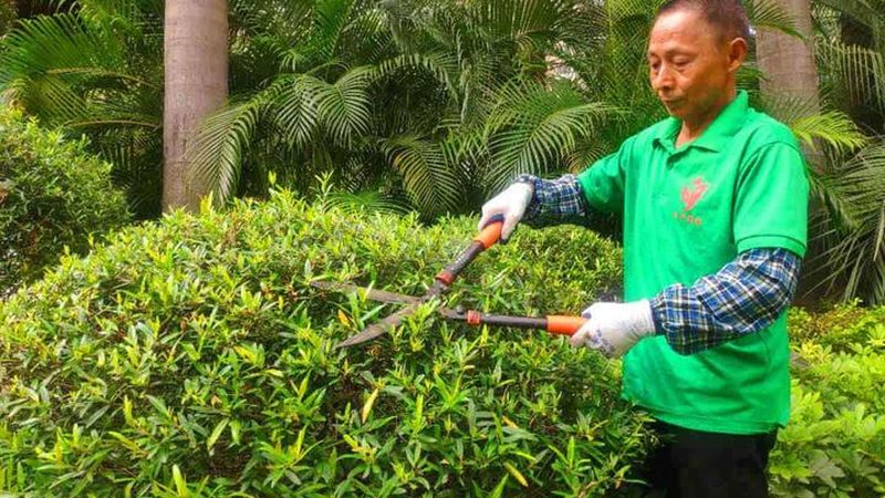 市政道路绿化设计要点解析：从规划到实施的关键步骤