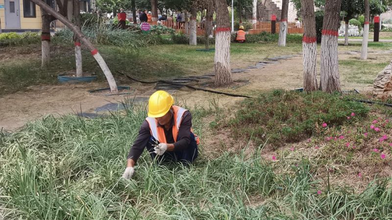 园林绿化养护病虫害防治，关键在“防”与“治”**