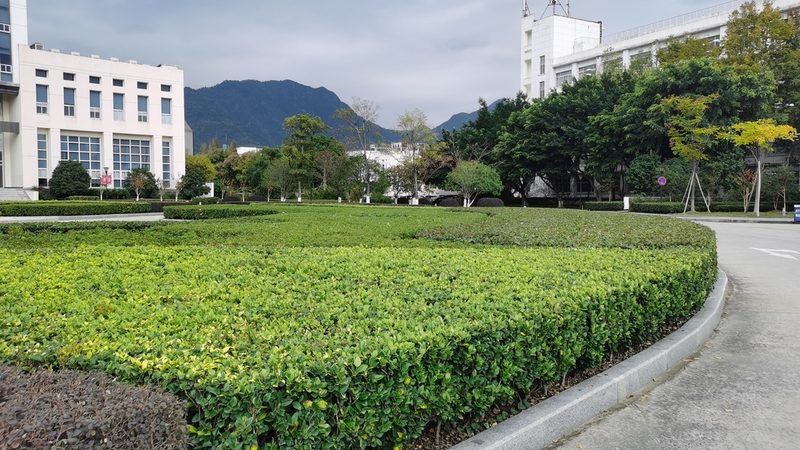 草坪铺设每平方价格背后的影响因素